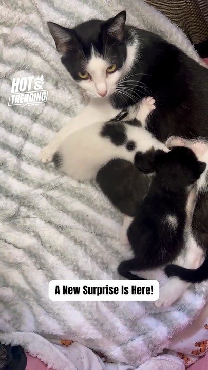 Mother Cat Embraces Two New Kittens in Adorable Moment