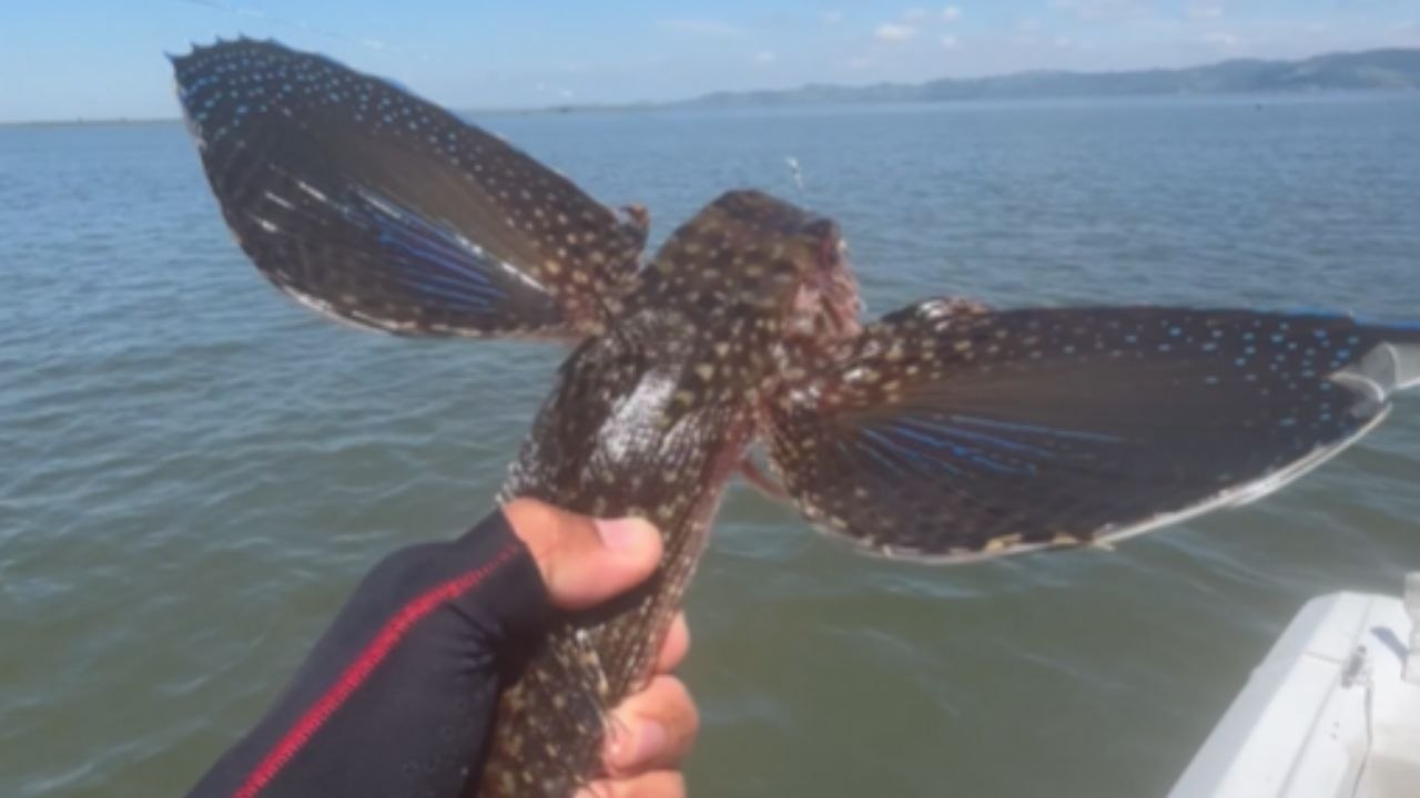 Bizarre Fish Encounter Receives Tender Release