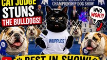 WUPPLES® English Bulldog 🐶 #wupplesdogs