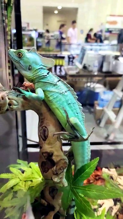 🦎 ESSE ANIMAL ATRAVESSA A ÁGUA CORRENDO