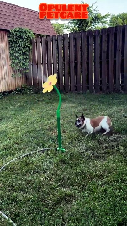 Cool Off Your Pup This Summer – Sunflower Garden Sprinkler