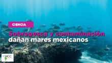 Sobrepesca y contaminación dañan mares mexicanos