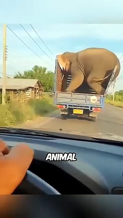 5 Animal Moments Science Can't Explain! 😱🦁 Unbelievable Wildlife Footage