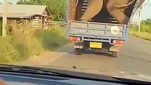 5 Animal Moments Science Can't Explain! 😱🦁 Unbelievable Wildlife Footage