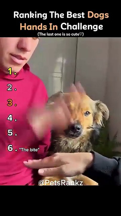 The best Dogs Hands in challenge. Wait for last one❤