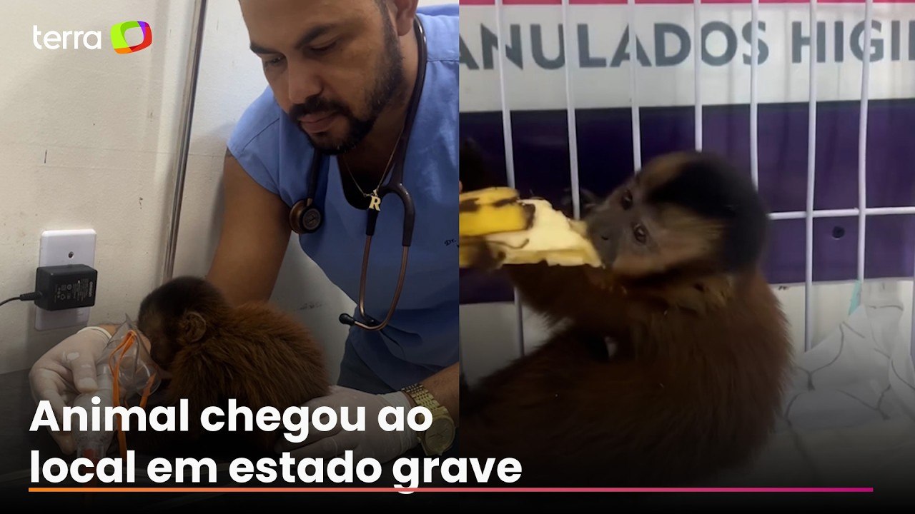 Filhote de macaco-prego é resgatado e recebe tratamento após ser atropelado em estrada no Pará