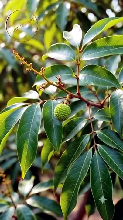 Bee-Shaped Lychee Time-Lapse!  #Lychee #Shorts #Timelapse