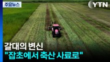 [新농비] 갈대의 변신..."잡초에서 축산 사료로" / YTN