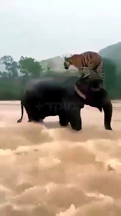 Indonesia: During a sudden flood on the island of Sumatra, a Sumatran elephant rescues a tiger trapped in the raging waters.  -  @lirishavit