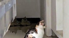 #funny_pets_animals_funny