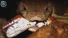 Cobra real: La serpiente capaz de matar elefantes y devorar otras cobras