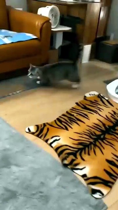 He Did This Every Night… Until One Day He Didn't. 🥹🐈