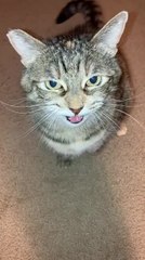 Cat Gives Owner Earful After Leaving Her For Week-Long Vacation