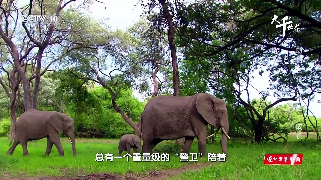 自然成長記 Growing up Wild @ 动物生存大考验 Wild Dynasties