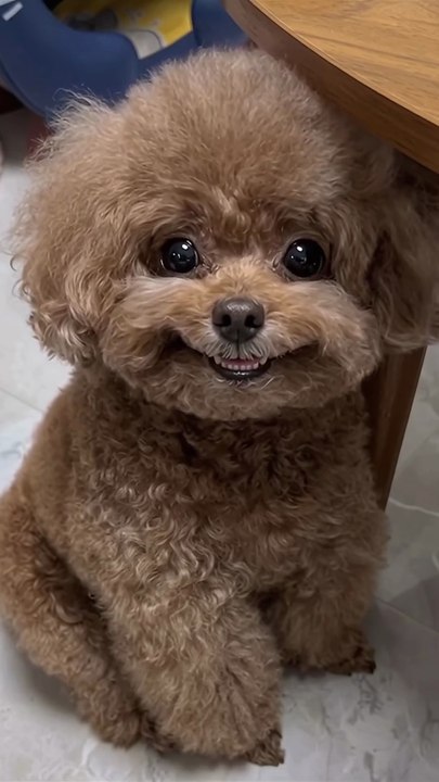 The dog with a friendly smile #DOG #GROOMING #doggrooming #doggroomingasmr #tutorial #PET