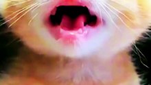 REAÇÃO DO SEU GATO COM ESSE ÁUDIO! 🐾