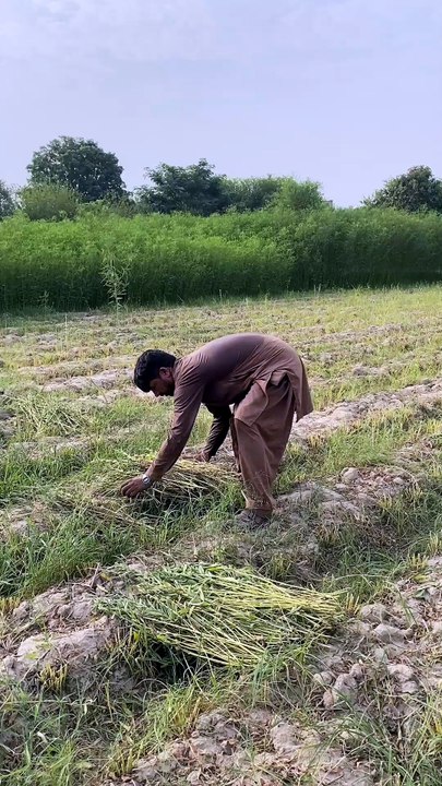 Garmi ki waja se kheet me snake a gya