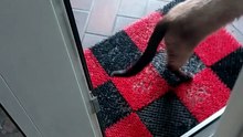 DO Your cats "smell" lunch time? This one does! :) #cats #catlovers #funnycats
