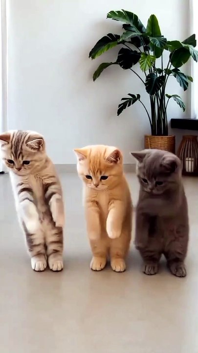 These Kittens Have Better Dance Moves Than You! 😻🕺