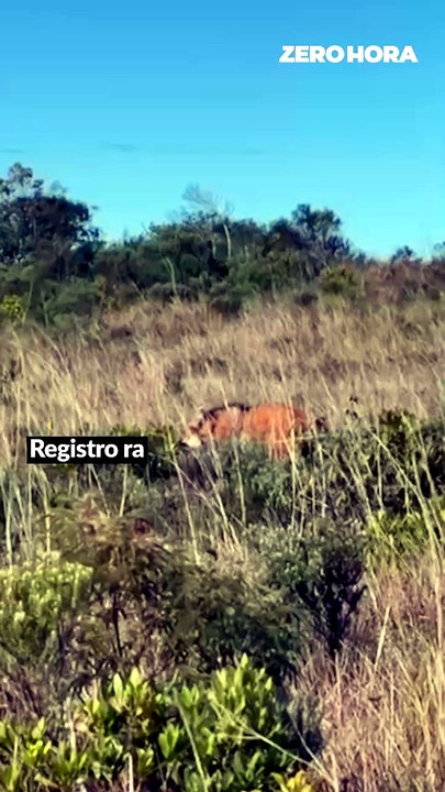 Lobo-guará é visto se alimentando em cânion da Serra Gaúcha