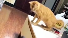 Cute & Funny Cats Compilation 😹 | Hilarious