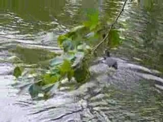 Black coots feeding their babies