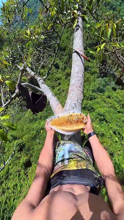 panen madu hutan #nature #honeybeedance #honeybe