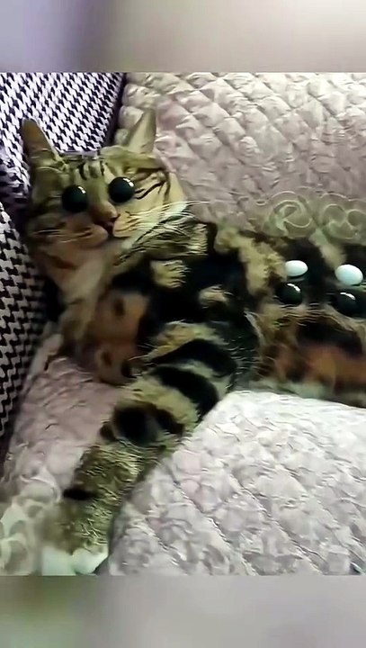 Cats Being Forced To Live With Toddlers 💀