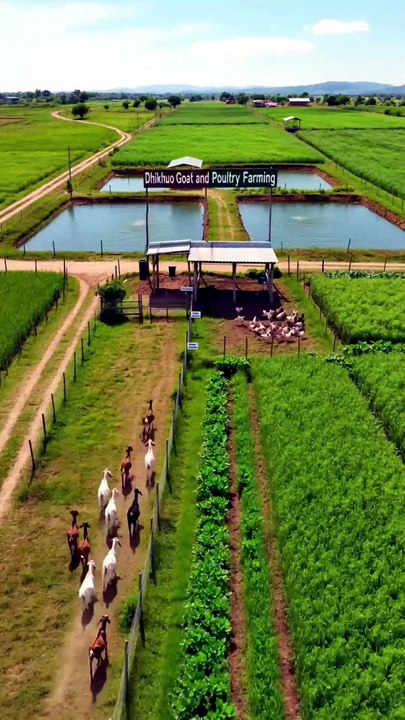 Integrated Goat & Poultry Farming 2026 🐐🐔 | 1 Farm = 4 Income Sources! 💰#shorts #poultryfarming