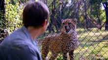 The Cheetah Cubs @ Born to Be Wild 猎豹幼崽