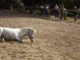 les chevaux dans la carriére