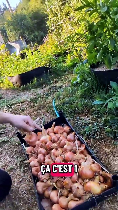Oignons : faut les arroser ou pas ? #oignon #recolte #potager #arrosage #jardinage