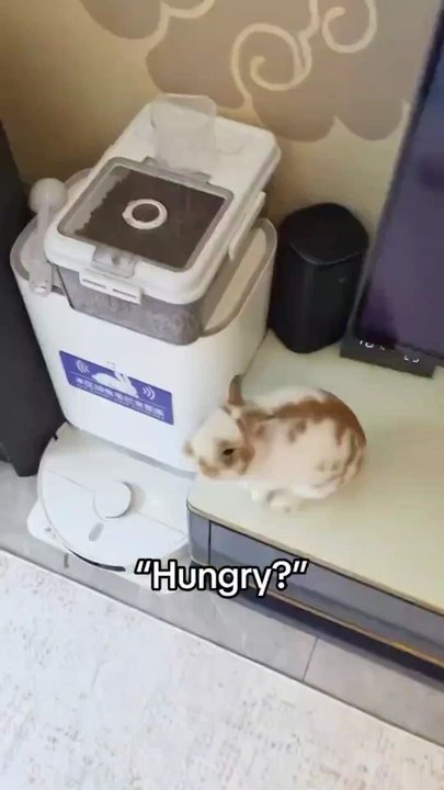 Bro NEEDED it 😭 #pet #funny #bunny #food #pets (via mw10.01/IG)