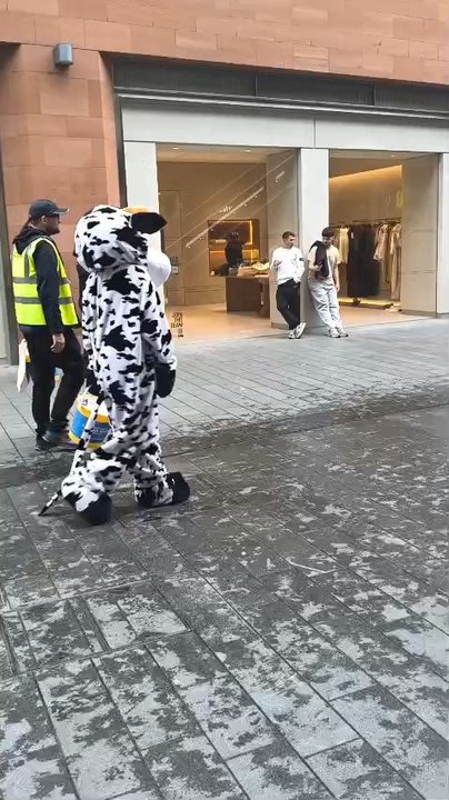 What A Cow [2]