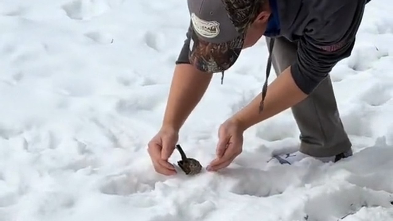 Touching Rescue: Couple Revives Injured Bird with Care