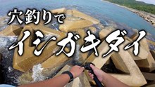 【穴釣り】必見！まさかの大物！穴釣りでイシガキダイが来た！