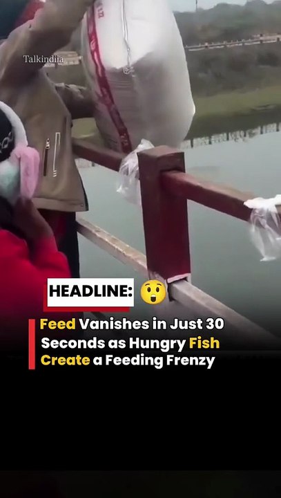 In a video showing just how ravenous these fish truly were, an entire batch of feed disappeared within a mere 30 seconds of being thrown into the water