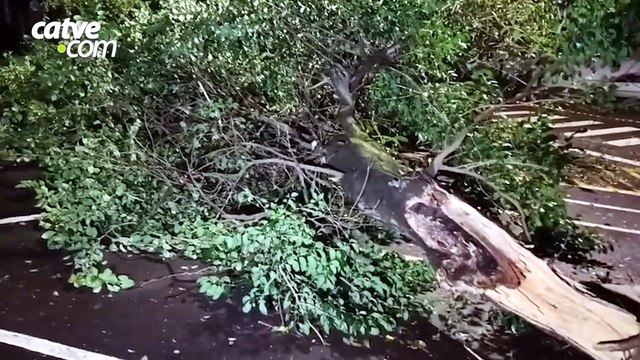 Galho de árvore cai sobre rede elétrica e interdita trecho de rua no Centro de Toledo
