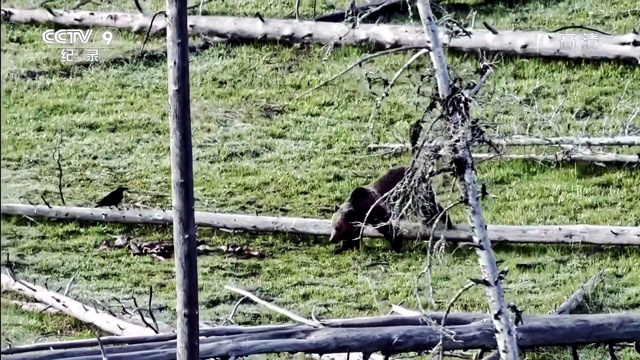 捕食者歸來 @ 沿河而行 Down the River Wild