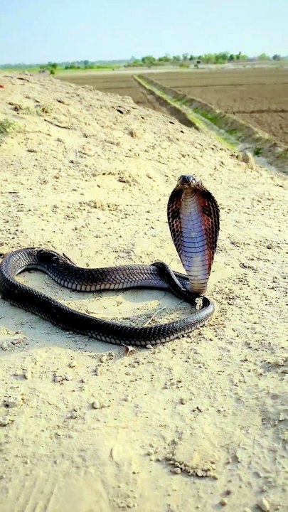 Snake catcher