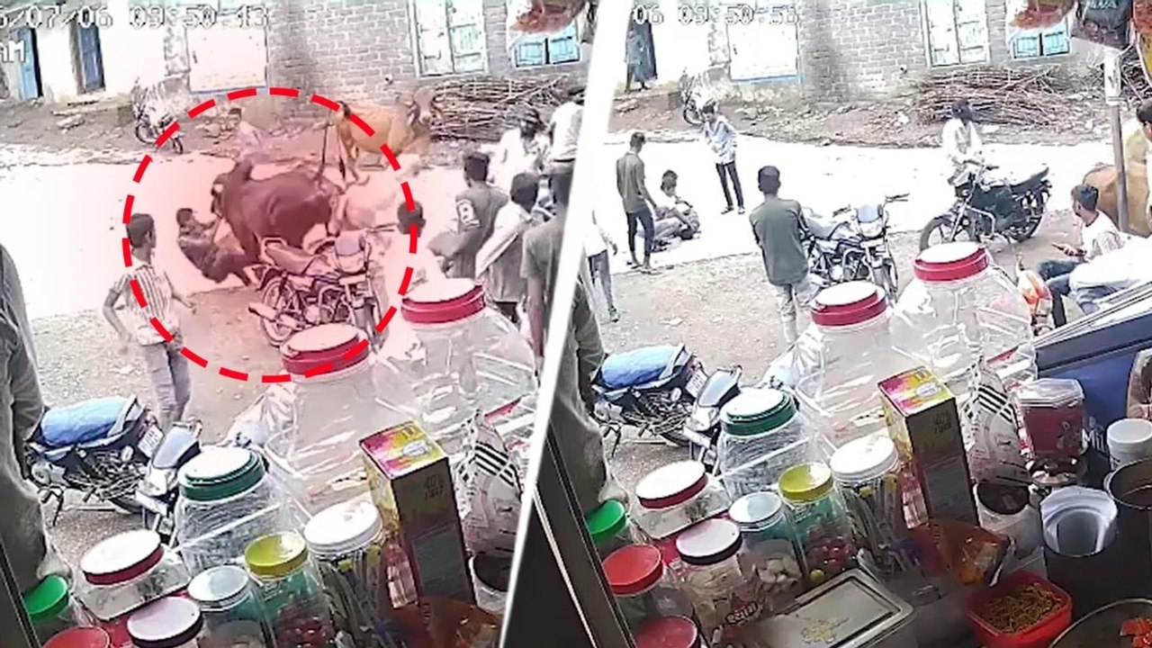 Caught on camera: Stray bulls charge at group i...