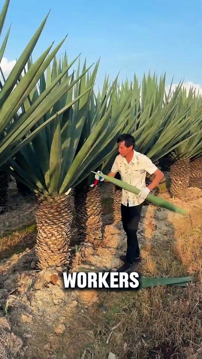 Chinese Farmers Turn Agave Leaves into Profitable Business Idea