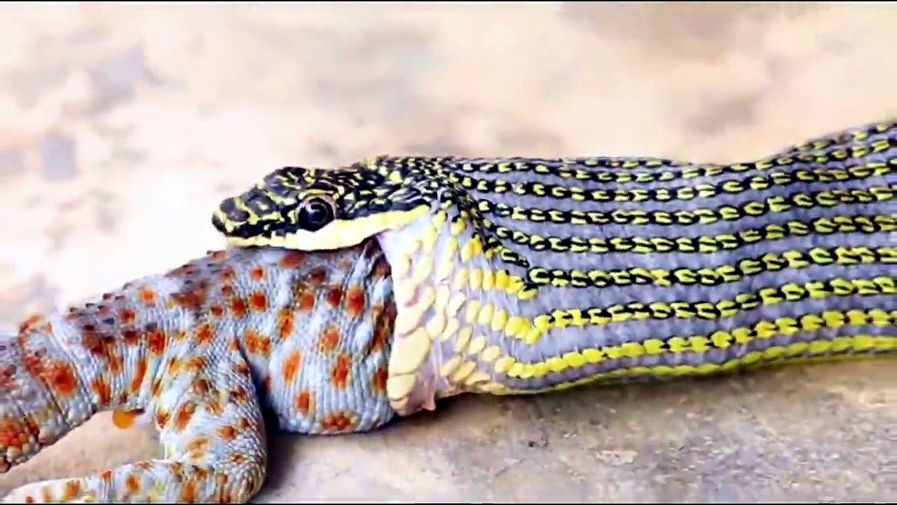 AMAZING ANIMAL VIDEO