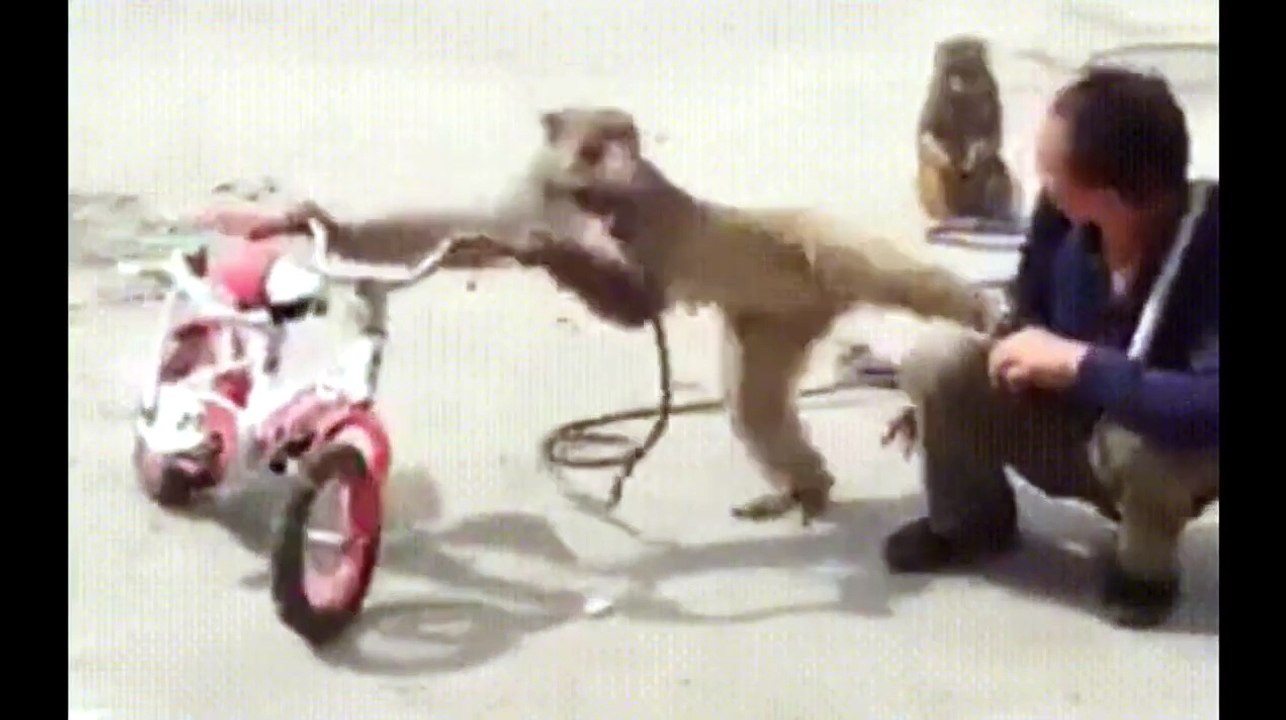 Funniest Monkey
