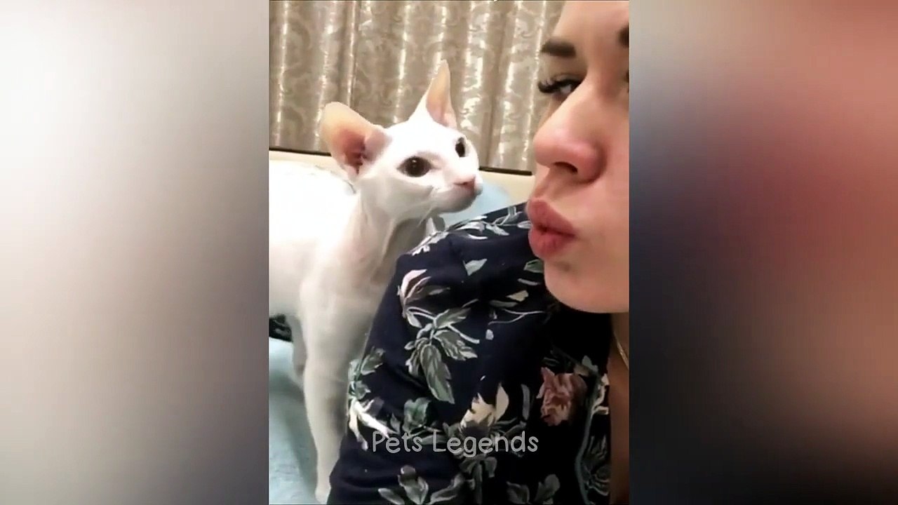 New Funny Cats and_Dog