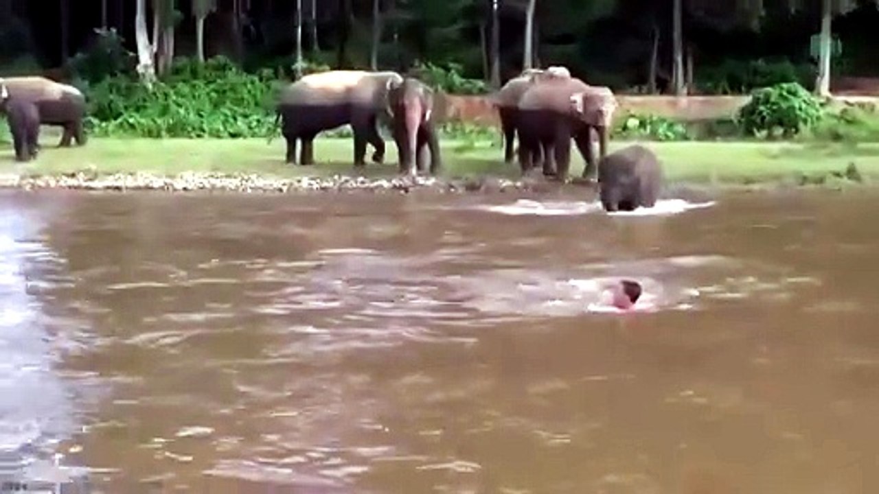 A young elephant thinks the currents are taking a man and jumps to save him. It's amazing to know how compassionate some animals can be.
