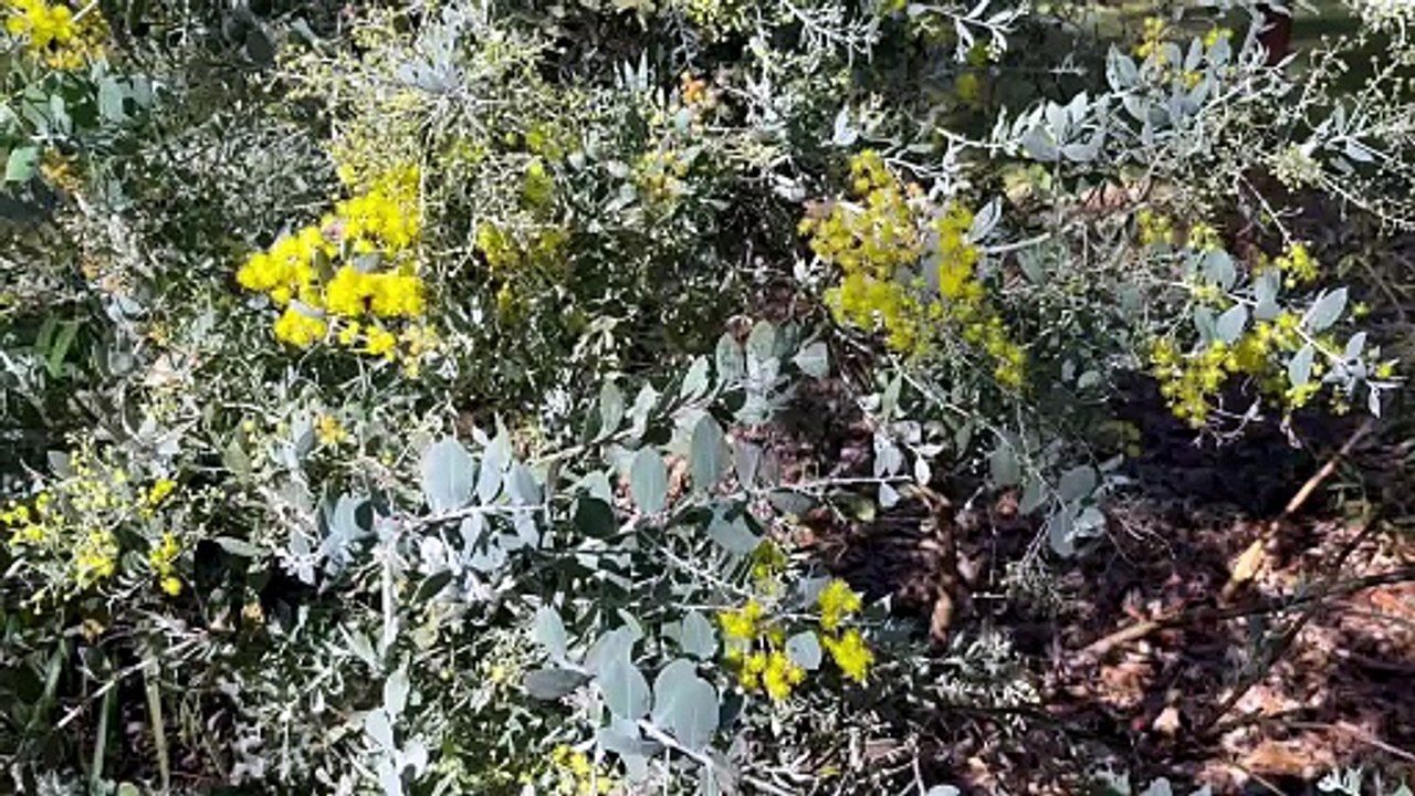 Queensland Silver Wattle