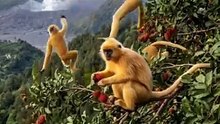 Lutung kuning makan buah buahan