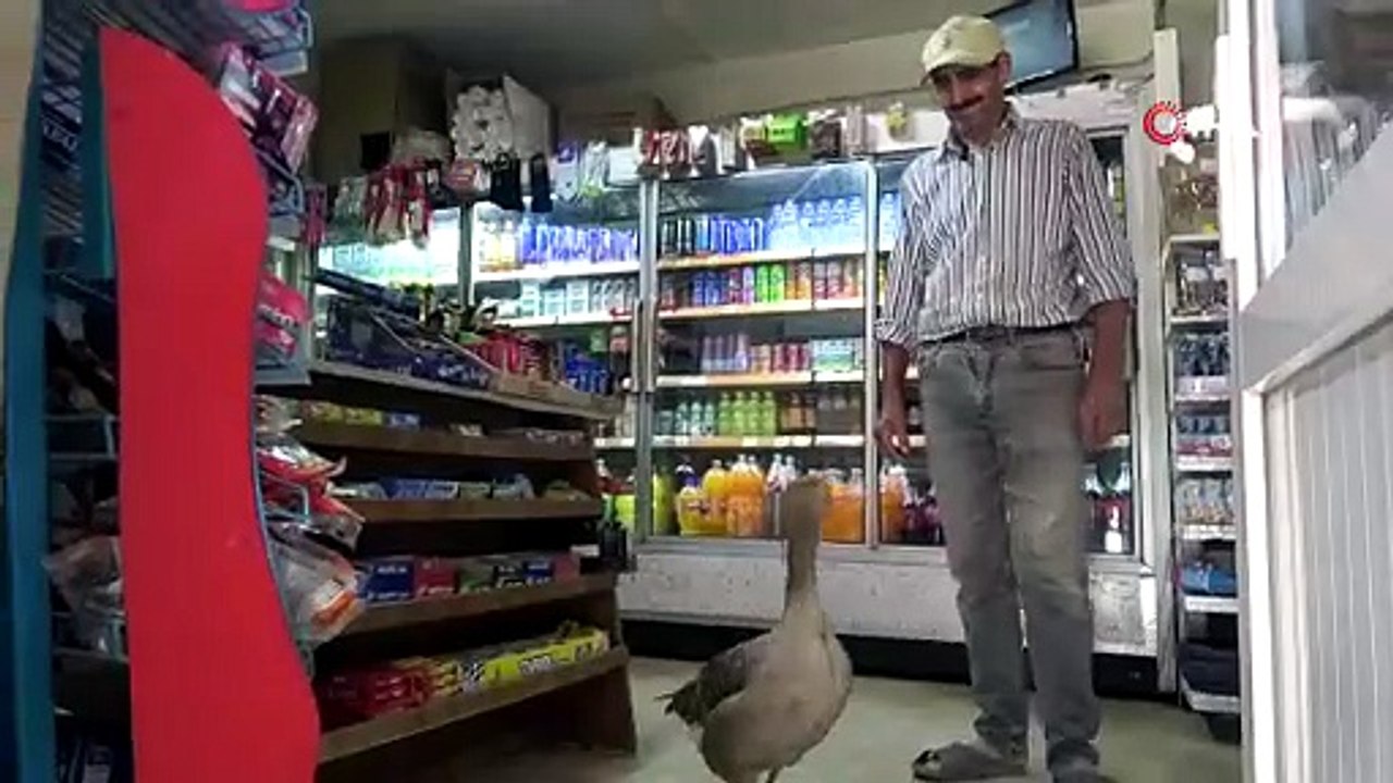 Zeytinyağıyla hayata tutundu! Ölecek gözüyle bakılan kaz en yakın dostu oldu