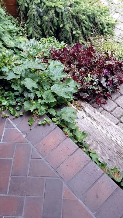 Do your cats like such hideouts? :) #cats #funnycats #catlovers #garden
